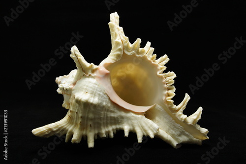 Sea shells on black background.