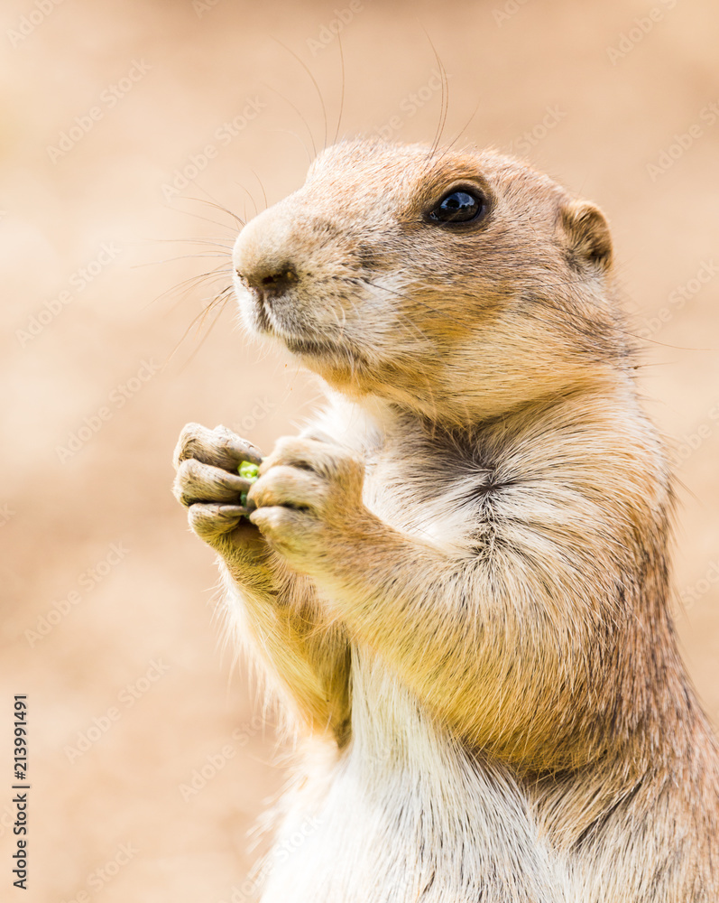 Black tailed prairie dog captured in Gloucestershire during the summer of 2018. Black tailed prairie dog captured in Gloucestershire during the summer of 2018.