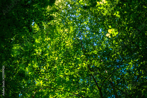 Light is coming into the woods. A beautiful forest near Vullierens, Switzerland.