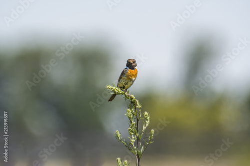 stonechat male on stalk plant in nature conservation area photo