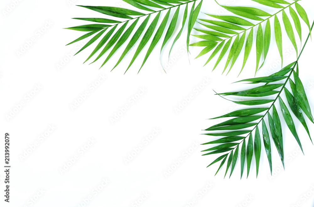 green palm branches on a white background.abstract. top view.copy space green palm branches on a white background.abstract. top view.copy space