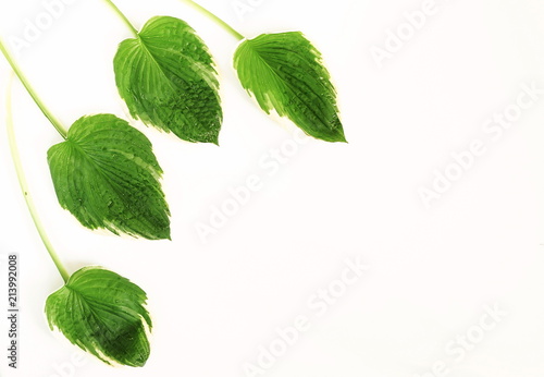 exotic green leaves on white background. top view. copy space  © irenastar