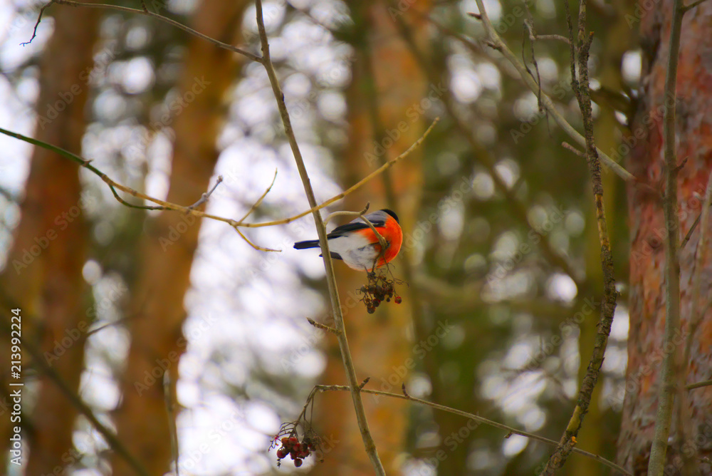 The bullfinch sits on the tree branch. The bullfinch sits on the tree branch.