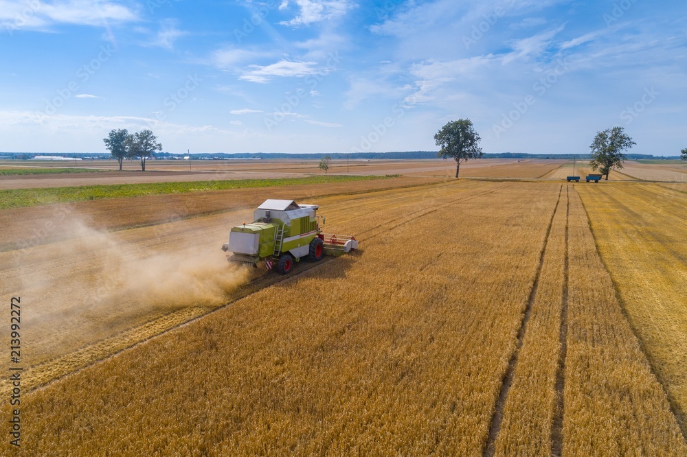 Naklejka premium Drone view of harvester combine working on field.