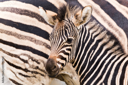 An adult Chapmans Zebra seen beside its three day old baby in Gloucestershire  during the summer of 2018.
