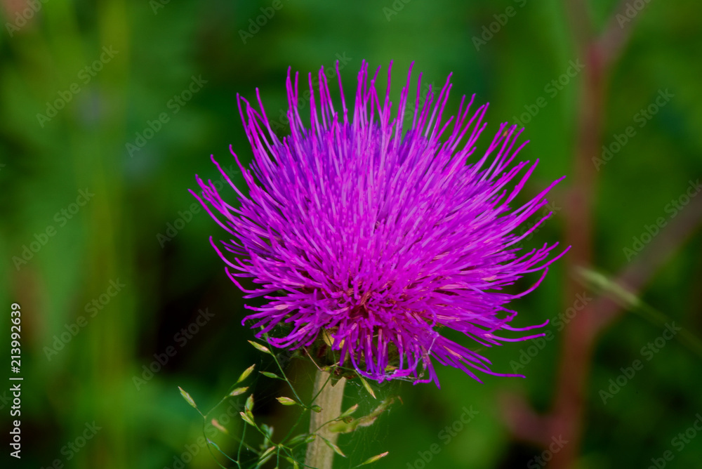 Purple flower Círsium. Purple flower Círsium.