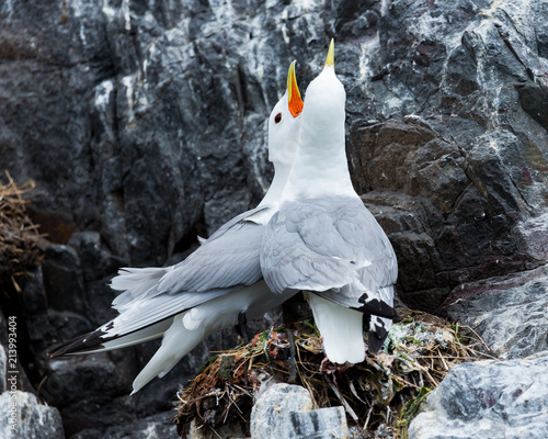 A pair of mating Kittywakes, Sea Birds, at nest, on rocks at the Farne Islands, Northumberland, England, UK. photo