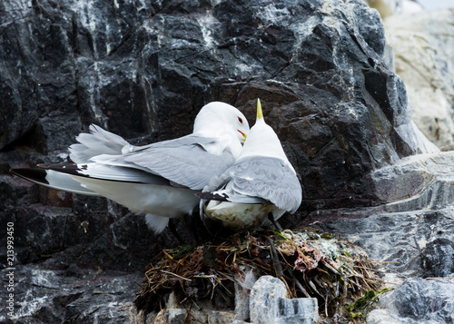 A pair of mating Kittywakes, Sea Birds, at nest, on rocks at the Farne Islands, Northumberland, England, UK. photo