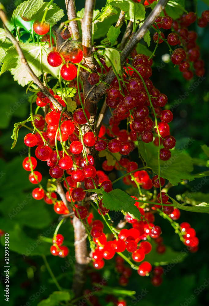 Fototapeta premium Branches strewn with red currant berries in the garden