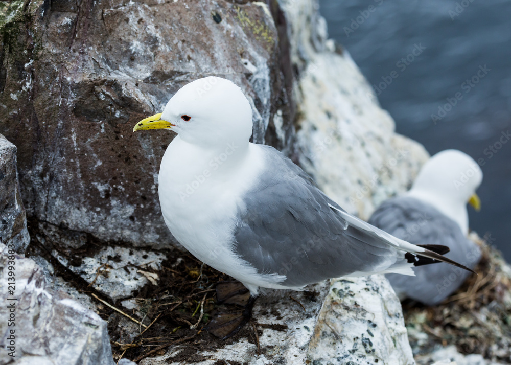 Kittywake, Sea Bird, on nest, on rocks at the Farne Island, Northumberland, England, UK. Kittywake, Sea Bird, on nest, on rocks at the Farne Island, Northumberland, England, UK.