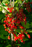 Branches strewn with red currant berries in the garden