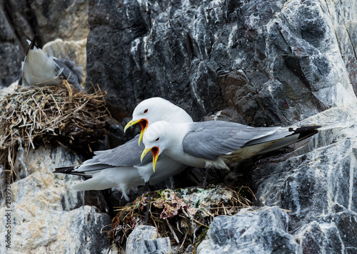 A pair of mating Kittywakes, Sea Birds, at nest, on rocks at the Farne Islands, Northumberland, England, UK. photo