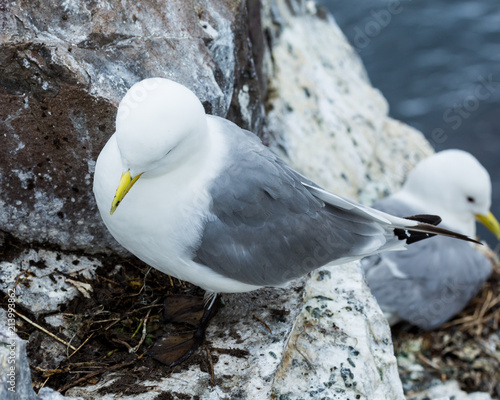 Kittywake, Sea Bird, on nest, on rocks at the Farne Island, Northumberland, England, UK. photo