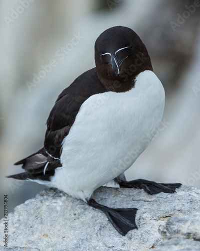 Razorbill. sea bird on rocks at the Farne Islands, Northumberland, England, UK.