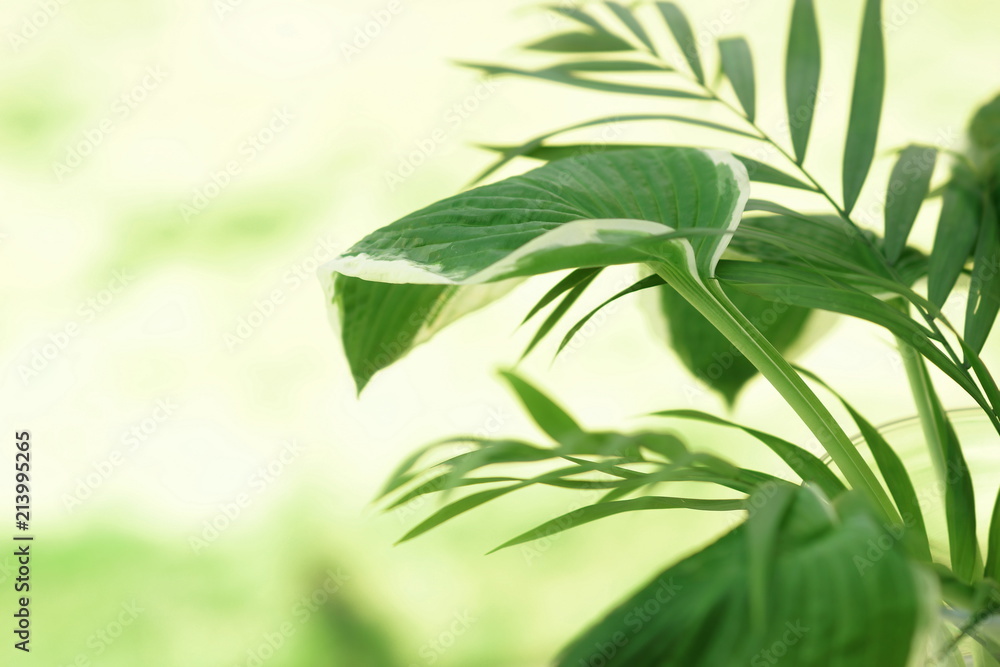 Obraz premium Exotic tropical palm branches on white background. Minimal floral concept.Copy space