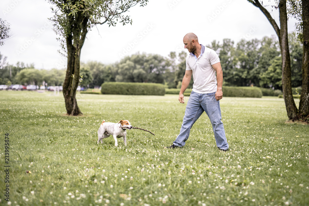 Man play with his Beagle dog on a field at summer time Man play with his Beagle dog on a field at summer time