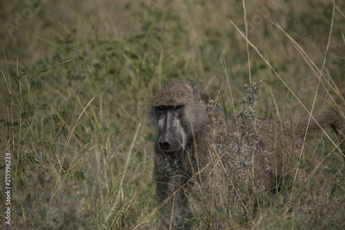 Adult Baboon © Tom