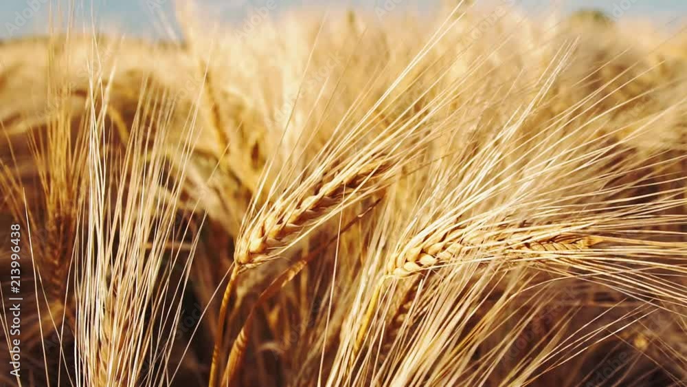Close up of golden ripe ears of wheat slightly moved by wind breeze. Full HD 1080p. Slowmo Close up of golden ripe ears of wheat slightly moved by wind breeze. Full HD 1080p. Slowmo