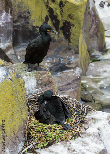 Fotografie A pair of shags, sea birds, at nest on Farne Islands, Northumberland, uk