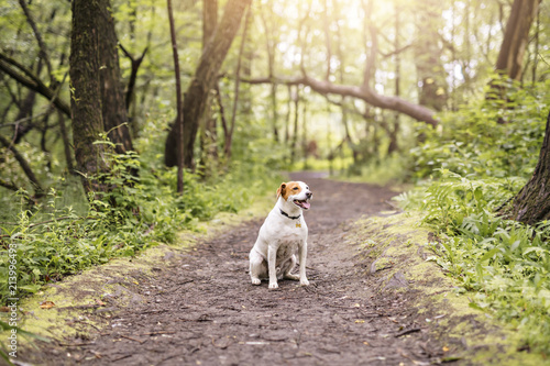 Dog beagle on green meadow path