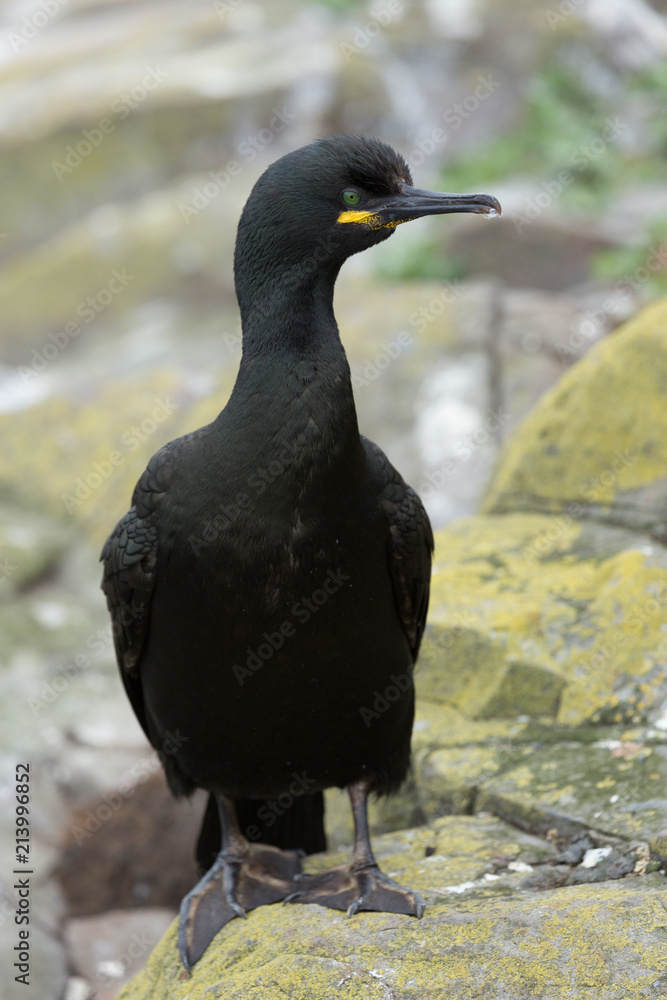 Fototapeta premium Shag. Sea Bird. Farne Islands, Northumberland. England, UK.