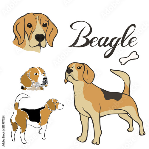 Beagle dog breed vector illustration set isolated. Doggy image in minimal style, flat icon. Simple emblem design for pet shop, zoo ads, label design animal food package element. Gun dog sign.