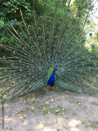 Pfau