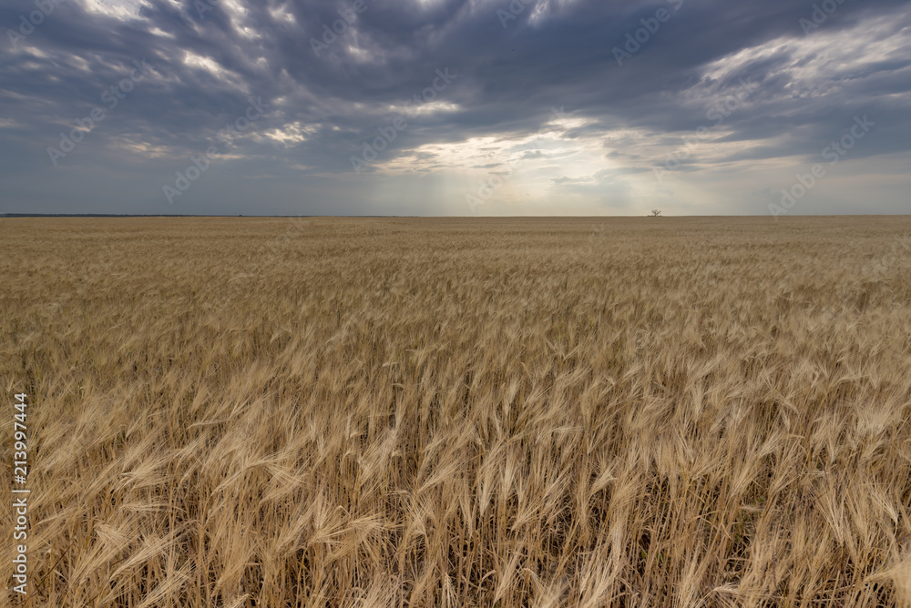 Ripe wheat field and one lonely tree at horizon line in Ukraine
