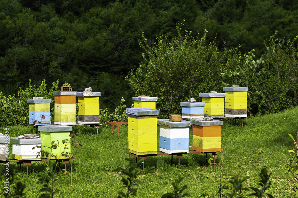 Hives of bees in the apiary Hives of bees in the apiary