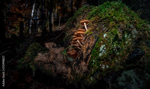 Fototapeta Naklejka Na Ścianę i Meble -  Kleine Pilze im tiefen Wald