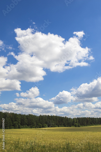 Golden wheat field against a blue sky and clouds © yauhenka