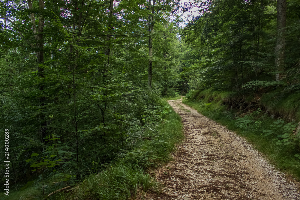 travel and walking calm concept of lonely ground trail in deep forest outdoor nature beautiful environment landscape between green trees in summer day time