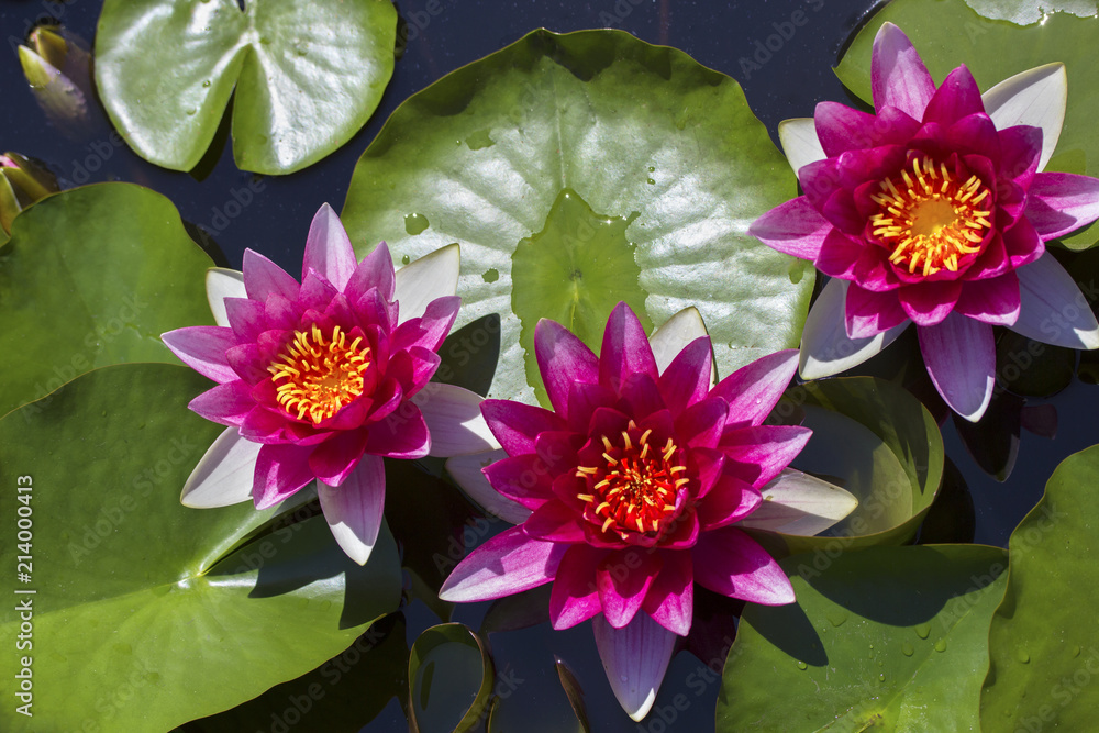 The beautiful red lotuses. Pink Water lilies. The old pond is decorated with a colorful water lily. Freshwater habitat. Beautiful nature. Water plant .Nymphaea, pink nymphea - Aquatic vegetation The beautiful red lotuses. Pink Water lilies. The old pond is decorated with a colorful water lily. Freshwater habitat. Beautiful nature. Water plant .Nymphaea, pink nymphea - Aquatic vegetation