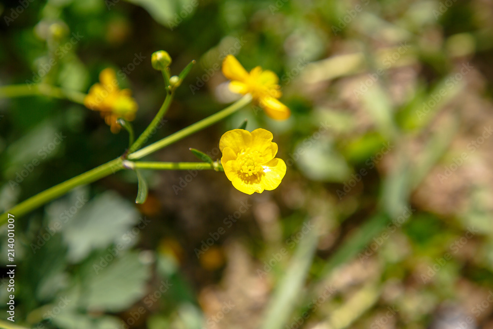 Close-up shot of a lone flower in the Buttercup field Close-up shot of a lone flower in the Buttercup field