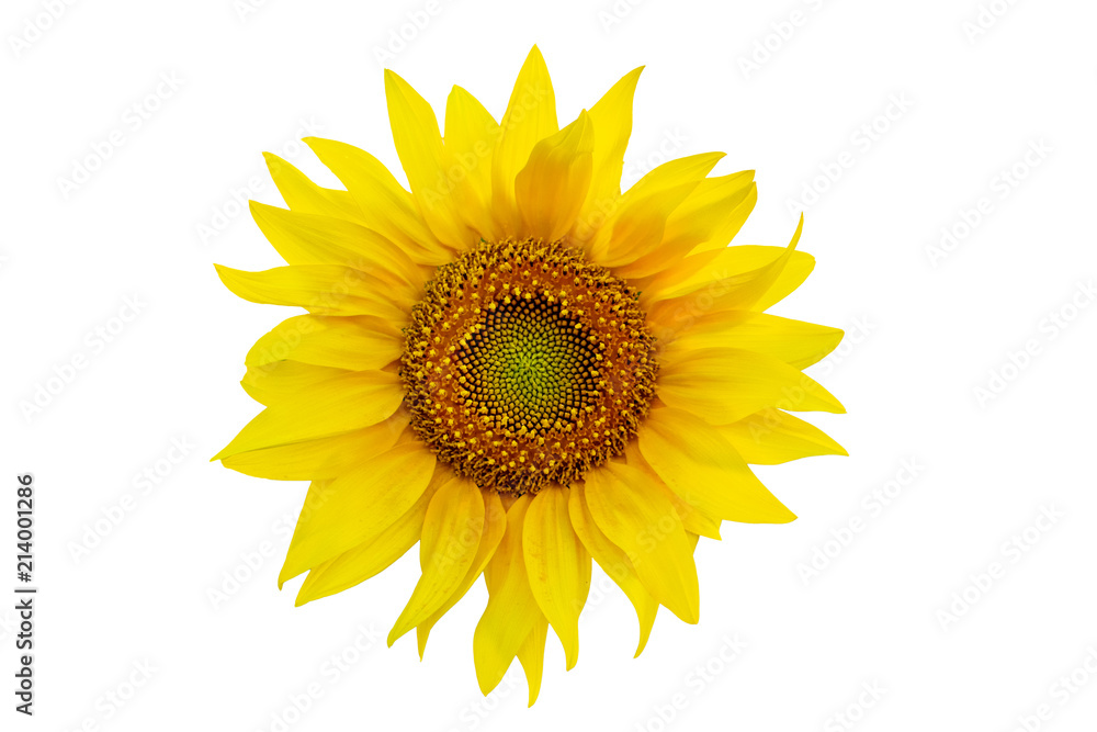 Naklejka premium One sunflower close up isolated on white background