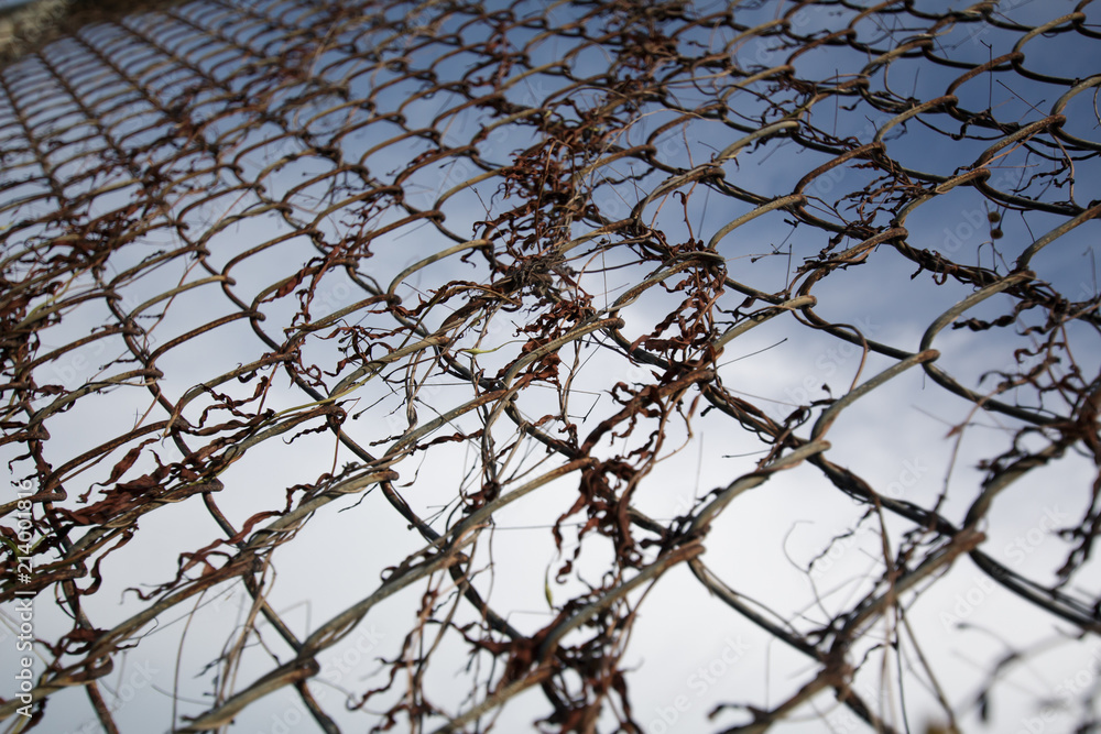 Background Net Wall Phuket Thailand Background Net Wall Phuket Thailand