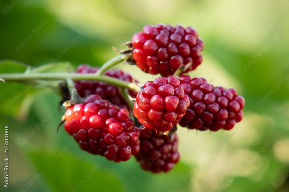 Brombeeren, einzelner Zweig Brombeeren, einzelner Zweig