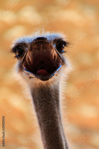 Screaming ostrich © Alexander