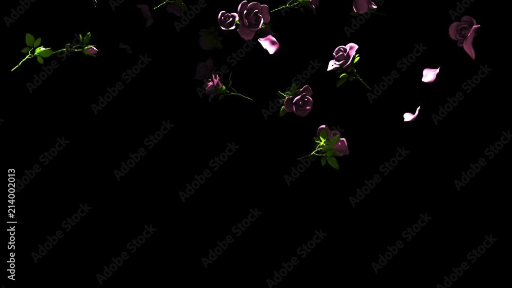 Falling Pink Roses On Black Background.3DCG render Animation. Stock ...