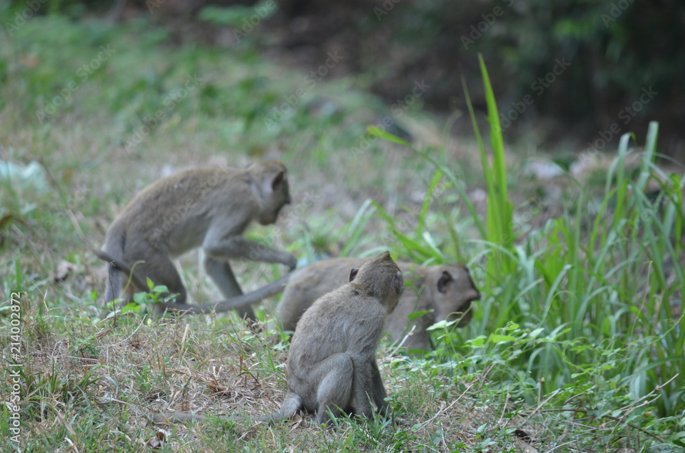 wild animal monkey asia mammal cambodia jungle