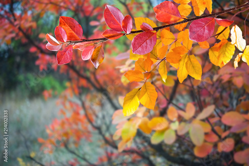 Soft autumn background with leaves