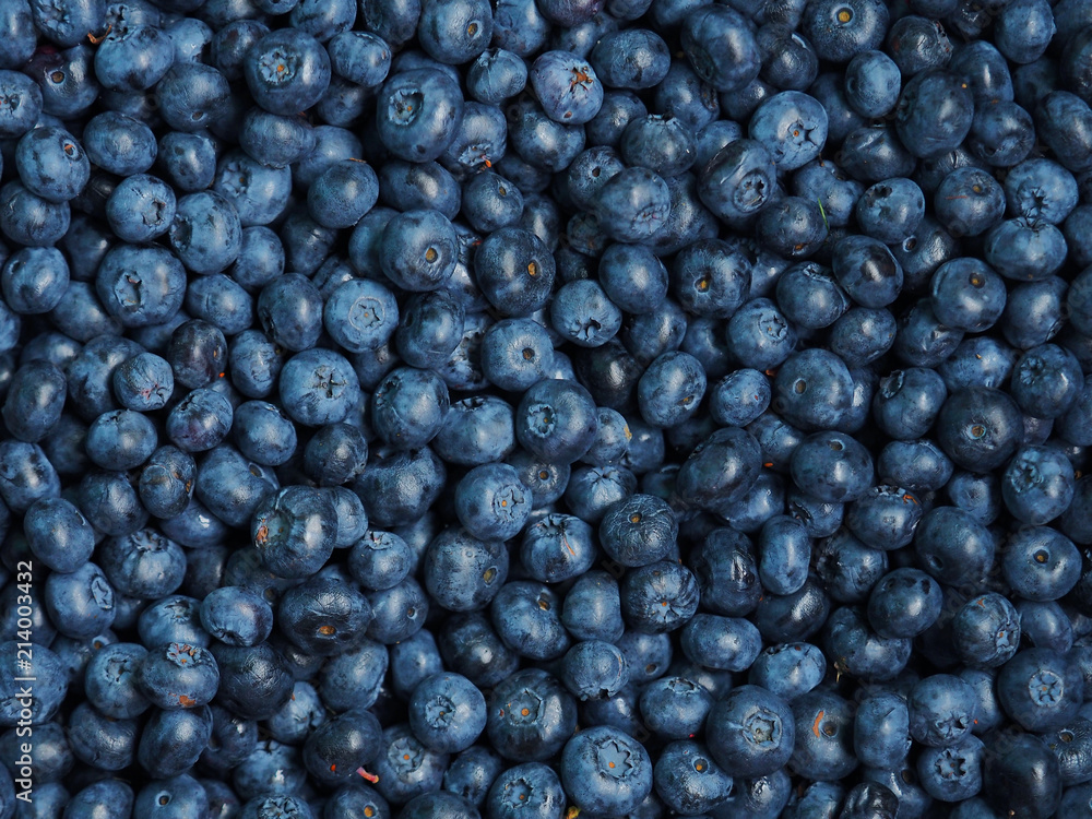 Fresh sweet blueberry background. Vaccinium corymbosum, the northern highbush blueberry. Close-up swamp huckleberry blue-black berry texture, surface Fresh sweet blueberry background. Vaccinium corymbosum, the northern highbush blueberry. Close-up swamp huckleberry blue-black berry texture, surface