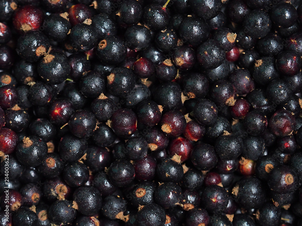Ribes nigrum. Fresh sweet blackcurrant background covered with tiny drops of water condensate. Close-up blackcurrant texture Ribes nigrum. Fresh sweet blackcurrant background covered with tiny drops of water condensate. Close-up blackcurrant texture