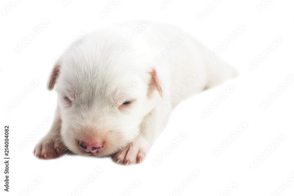 Cute puppy white background Bangkaew Thai dog Cute puppy white background Bangkaew Thai dog
