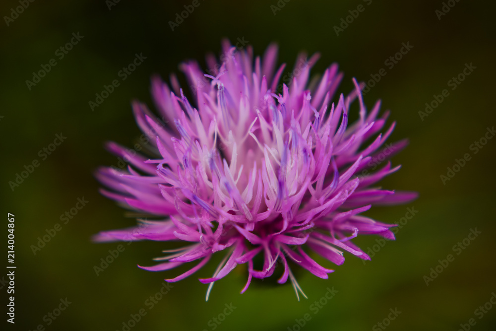 flower flower