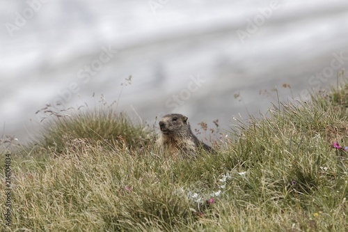 Alpine marmot  Marmota marmota 