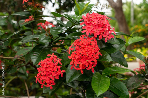 Flame of the woods  ixora coccinea   red  three clusters of flowers - Davie  Florida  USA