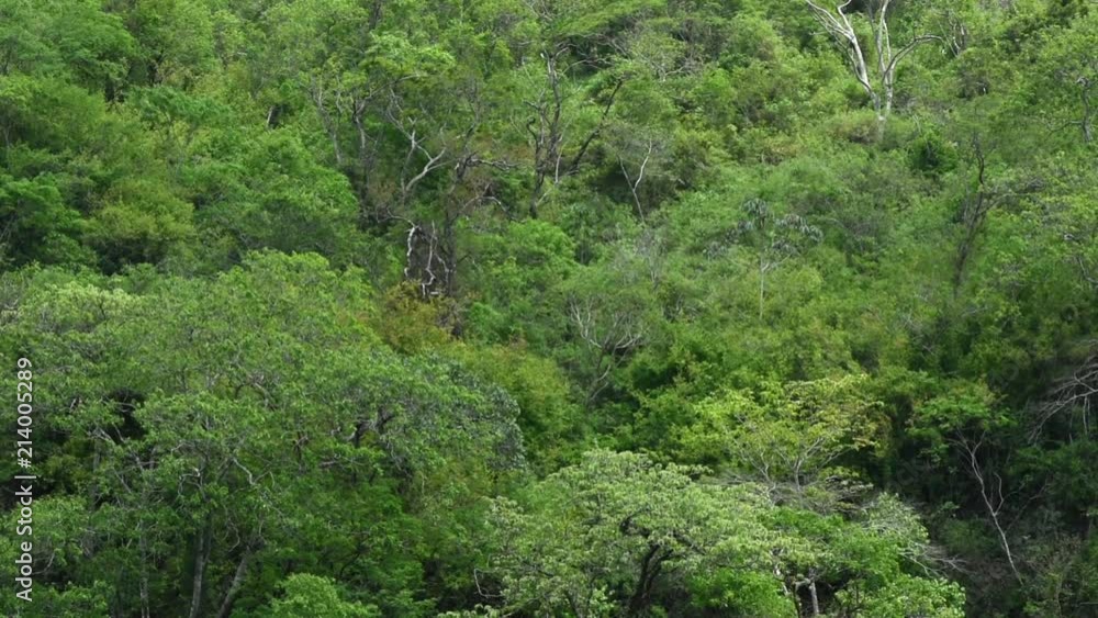 Dense tropical forest on mountain in Chiapas, Mexico