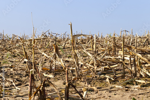 corn field stubble
