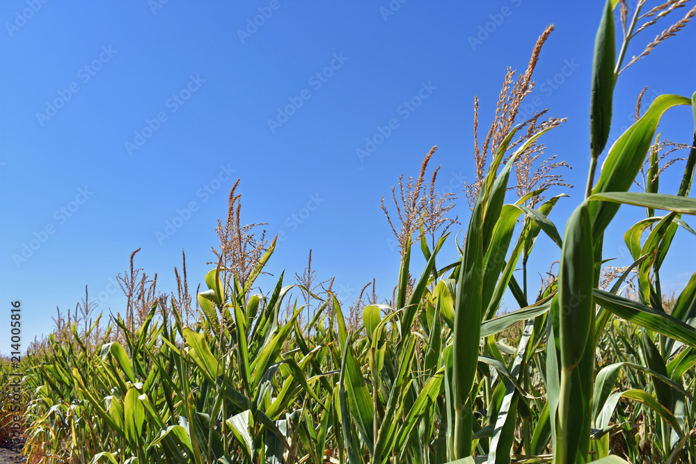 Cornstalks Against Blue Sky Cornstalks Against Blue Sky
